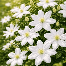 Клематис цельнолистный  White Arabella