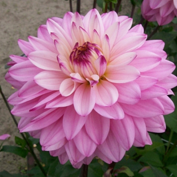 Георгина декоративная Лука Джоанна