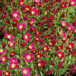 Камнеломка Арендса Пикси Пан Ред