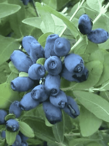 Жимолость плодовая Авача