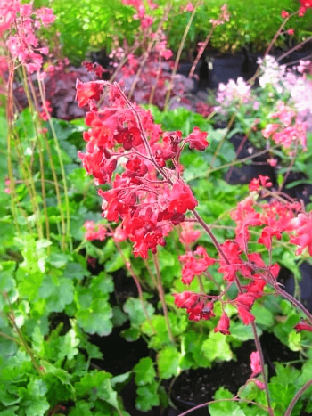 Гейхера Ruby Bells