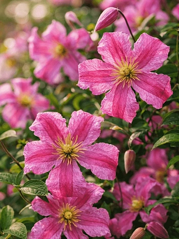 Клематис Krakowiak