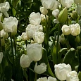 Тюльпан Weisse Berliner
