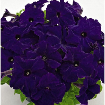 Петуния грандифлора Саксесс Эйч Ди Блю