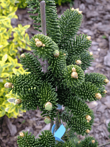 Пихта Фразера Piramidalis Compacta