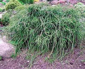 Кипарисовик горохоплодный Filifera Gracilis