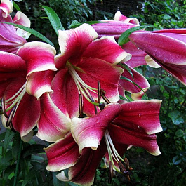 Лилия ОТ-гибрид Африкан Леди