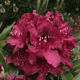 Рододендрон гибридный Kali