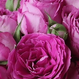 Роза кустовая Fuchsia Lace