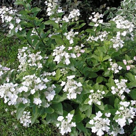 Гортензия метельчатая Дартс Литтл Дот