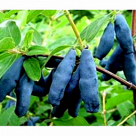 Жимолость съедобная Длинноплодная