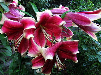 Лилия ОТ-гибрид Африкан Леди