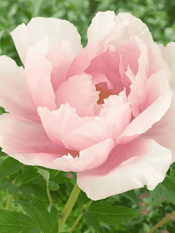 Пион Древовидный Light Pink