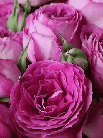 Роза кустовая Fuchsia Lace