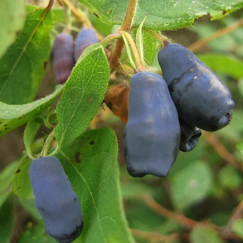 Жимолость съедобная Ленита