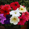 Петуния грандифлора Призм Вэнити Фэйр Микс Петуния грандифлора Призм Вэнити Фэйр Микс