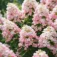 Гортензия метельчатая Pink Lady