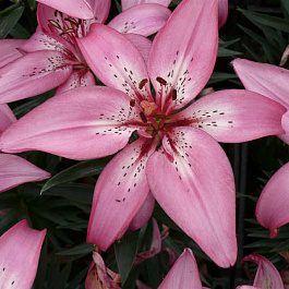 Лилия азиатская Хэппи Кисс