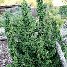 Туя западная Sagrada