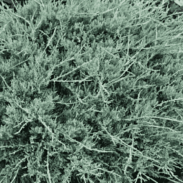 Можжевельник виргинский Blue Cloud