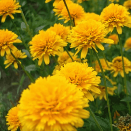 Гелиопсис подсолнечниковидный Asahi