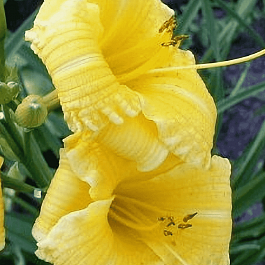 Лилейник Texas Sunlight