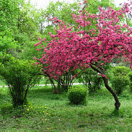 Яблоня декоративная Недзвецкого Яблоня декоративная Недзвецкого
