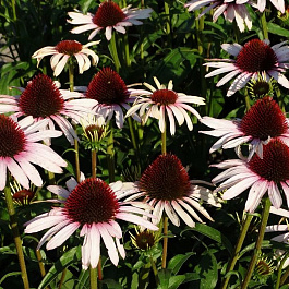 Эхинацея пурпурная Пинк Тип