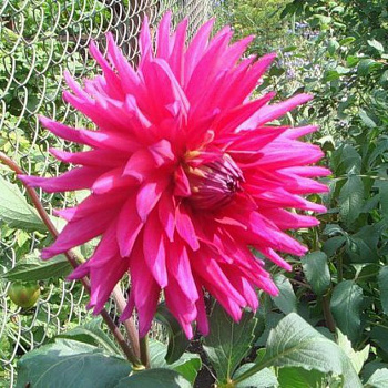 Георгина Полукактусовая Пёпл Джем