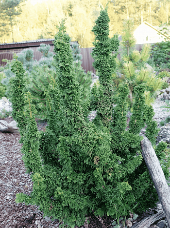 Туя западная Sagrada