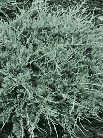 Можжевельник виргинский Blue Cloud