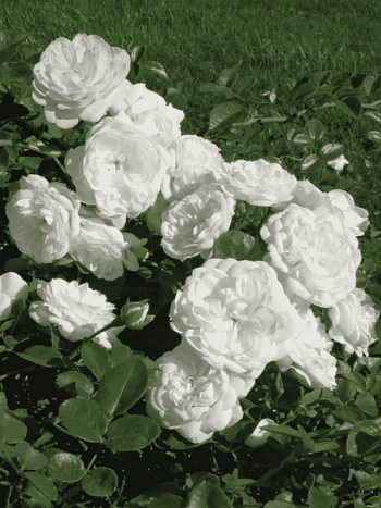 Роза кустовая Snow Ballet