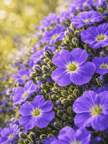 Аубриета Florado Blue Eye