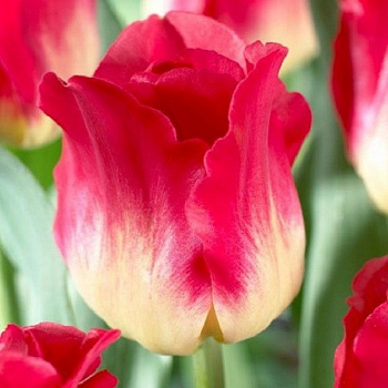 Тюльпан Триумф Матч Тюльпан Триумф Матч