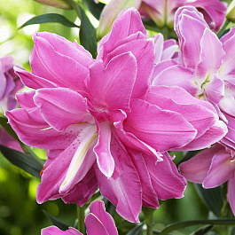 Лилия восточная махровая Лотус Уандер