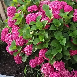 Гортензия крупнолистная Alpengluhen