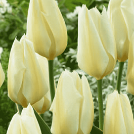 Тюльпан пестролистный Purissima Design