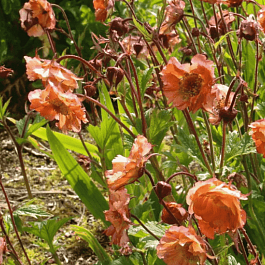 Гравилат чилийский Mai Tai