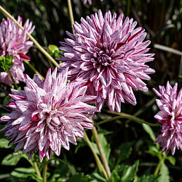 Георгина Полукактусовая Блэкберри Риппл