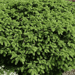 Ель обыкновенная Elegans