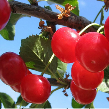 Вишня обыкновенная Метеор