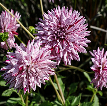 Георгина Полукактусовая Блэкберри Риппл