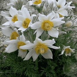 Прострел обыкновенный White Swan