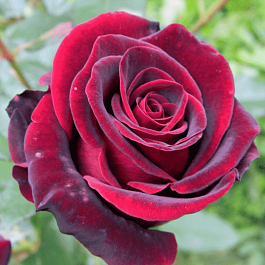 Роза чайно-гибридная Black Prince