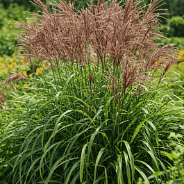 Мискантус китайский Malepartus