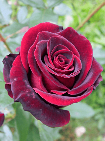 Роза чайно-гибридная Black Prince