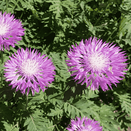 Василек подбеленный