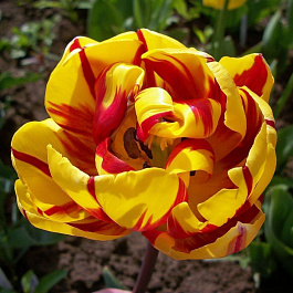 Тюльпан Голден Ницца