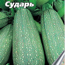 Кабачок Сударь