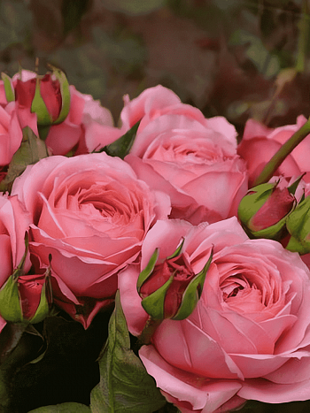 Роза кустовая Romantik antike